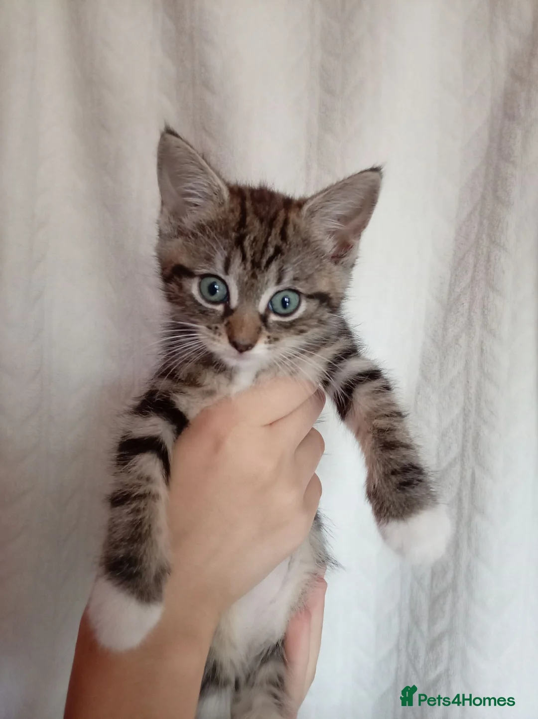 Mixed Breed cats for sale: Beautiful Mixed Litter of 7 Kittens - Advert 1