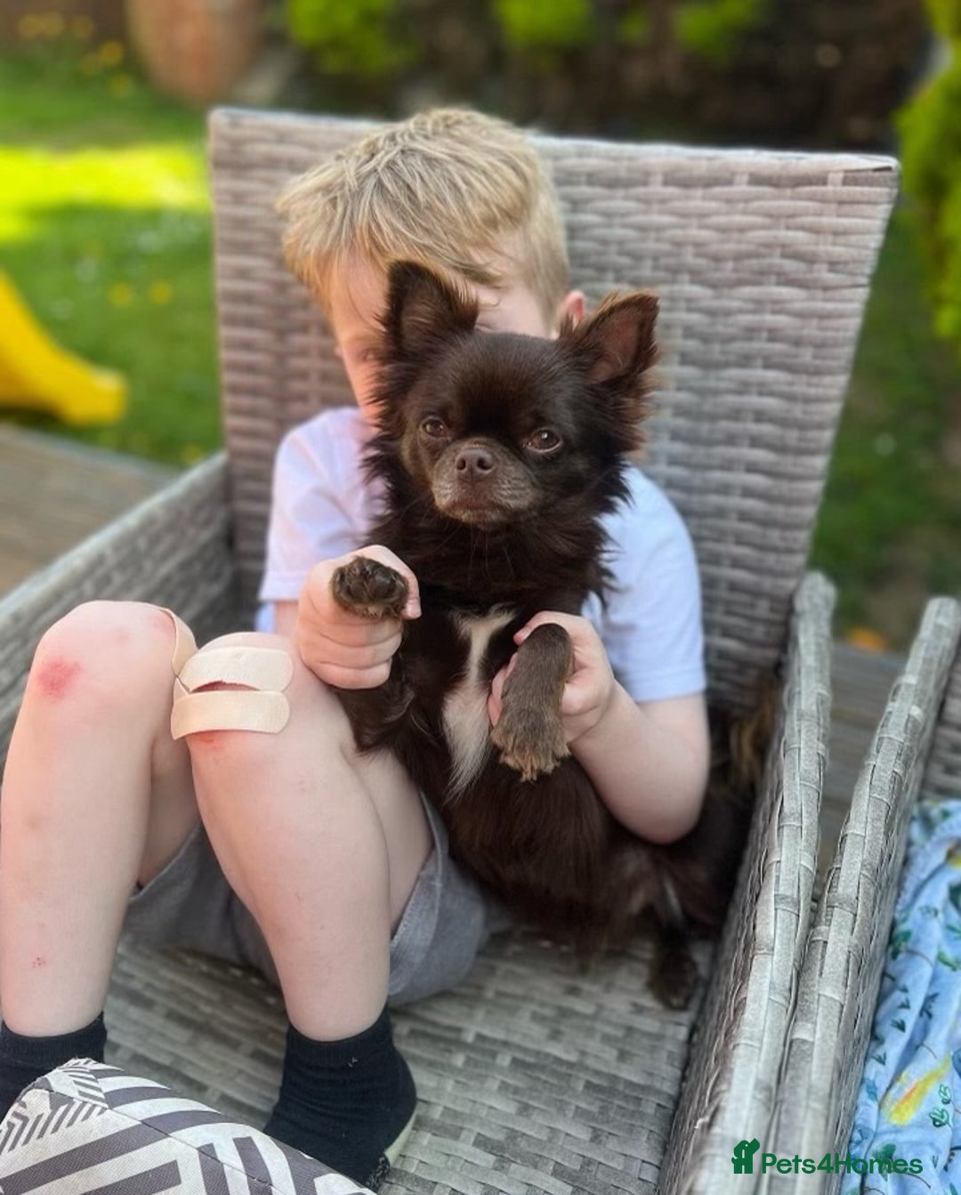 Chihuahua dogs for stud: Duke- KC Reg Chocolate Long Coat Stud Available in Tredegar - Advert 12