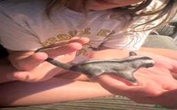 Sugar Glider rodents for sale: Pair of Male Sugar Glider Babies - Image 6