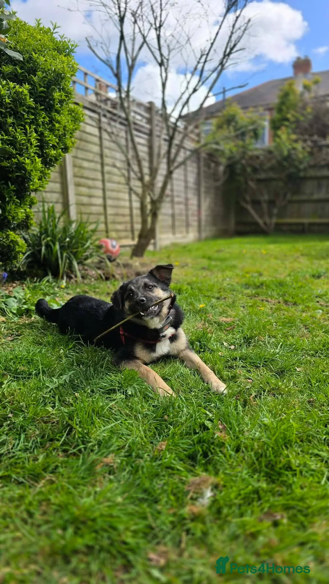 Mixed Breed dogs for adoption: Rocky for adoption in Hastings - Advert 5