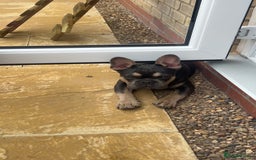 French Bulldog dogs for sale: Blue & Tan Pedigree French Bulldog - Image 6