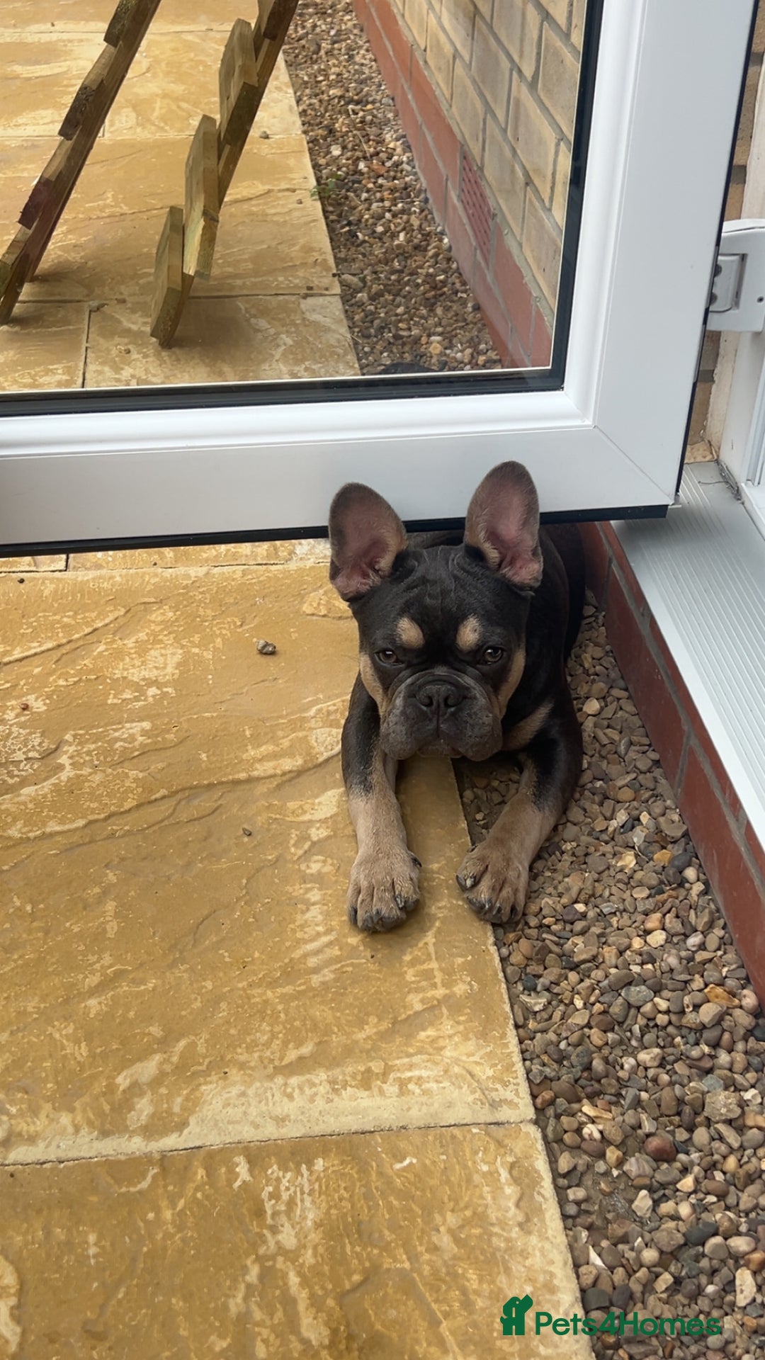 French Bulldog dogs for sale: Blue & Tan Pedigree French Bulldog - Image 6