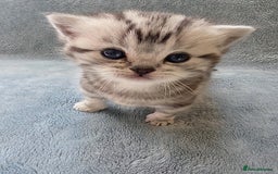 British Shorthair cats for sale: Silver Tabby kitten with his mother  - Image 13