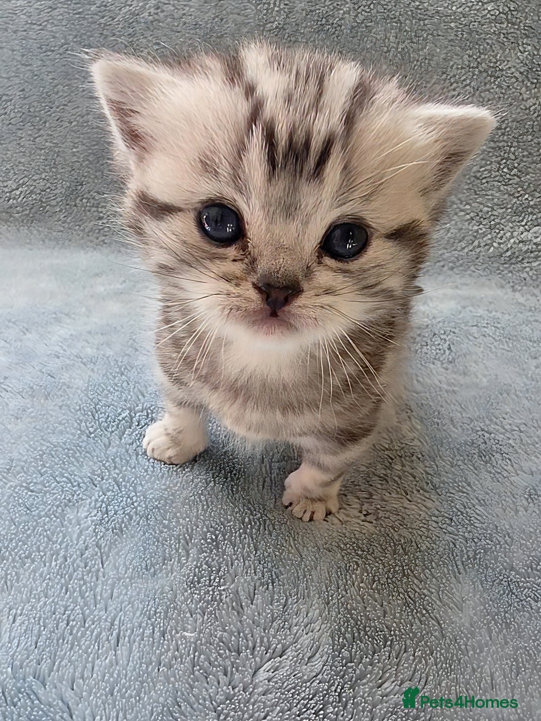 British Shorthair cats for sale: Silver Tabby kitten with his mother  - Image 13