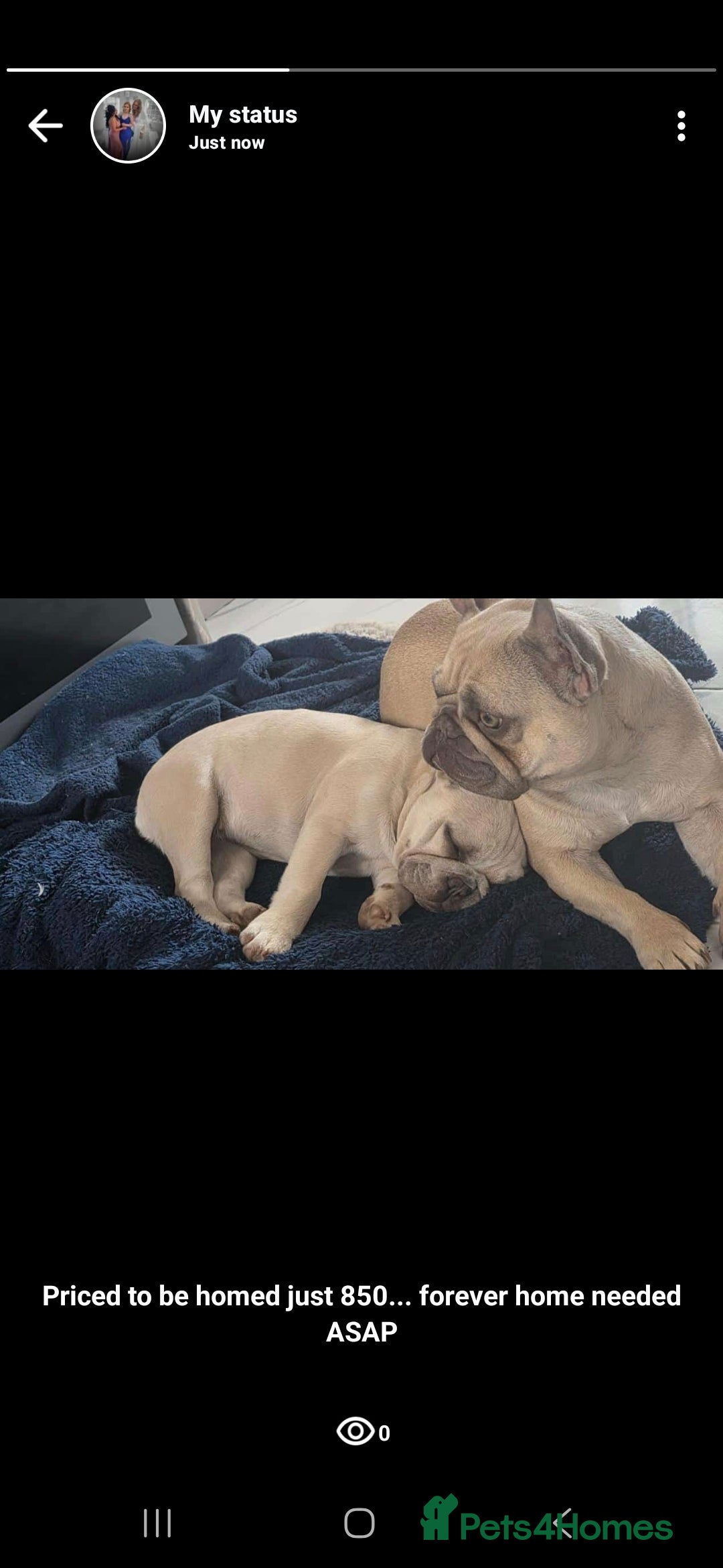 French Bulldog dogs for sale: Last pup, Rubyroo.  - Image 3