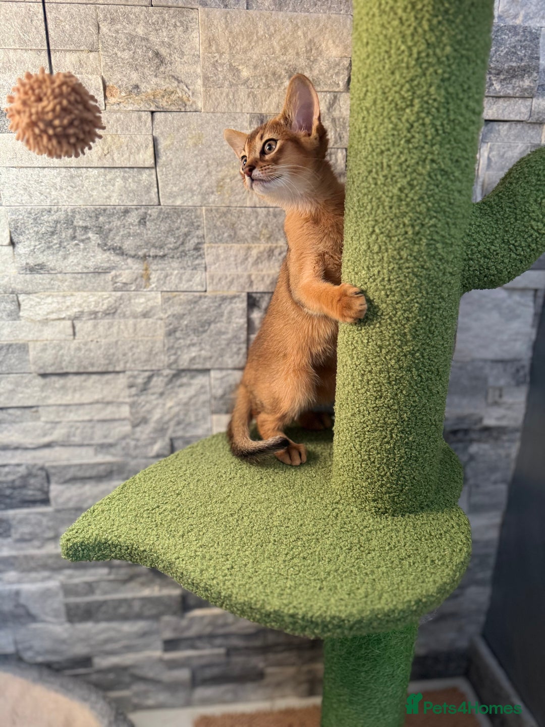 Abyssinian cats for sale: Last Pedigree abbysinian girl left! - Image 3