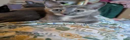 Mixed Breed cats for sale: Our Russian Dolls – Russian Blue × Ragdoll Kittens - Advert 4