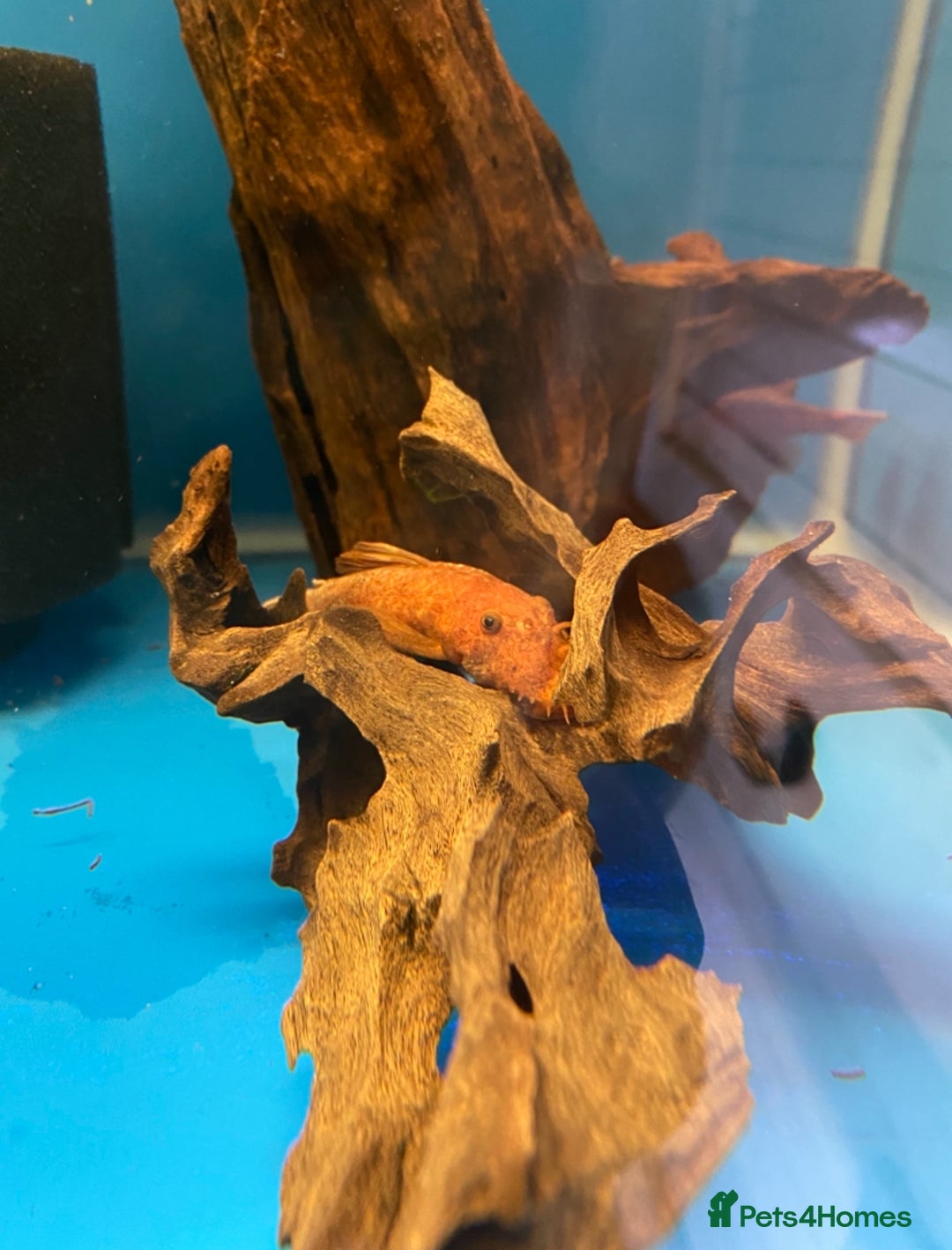 Other/Mixed Breed fish for sale: Plec’s, Angel Fish and Shrimp for sale  - Advert 1