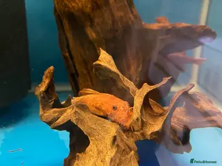 Other/Mixed Breed fish Plec’s, Angel Fish and Shrimp for sale - Advert 2