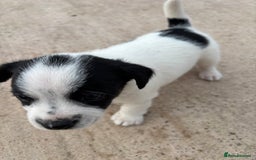 Border Terrier dogs for sale: Lovely puppys - Image 3