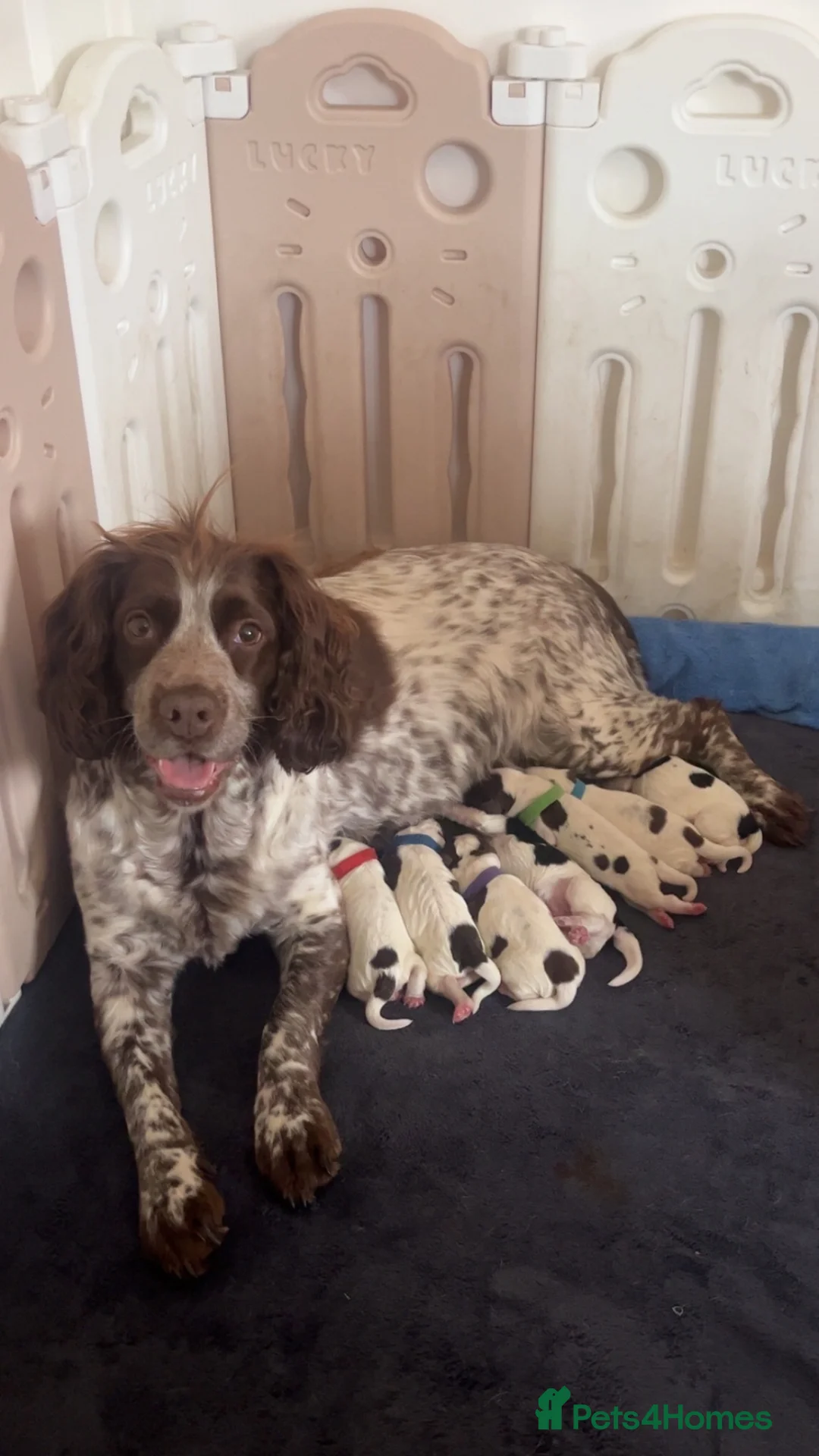 Sprocker dogs for sale: Sprocker puppies  in Ossett - Advert 1