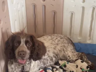 Sprocker dogs Sprocker puppies - Advert 4
