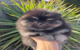 Pomeranian dogs for sale: Unique, extremely rare Pomeranian puppies ✨ - Image 14