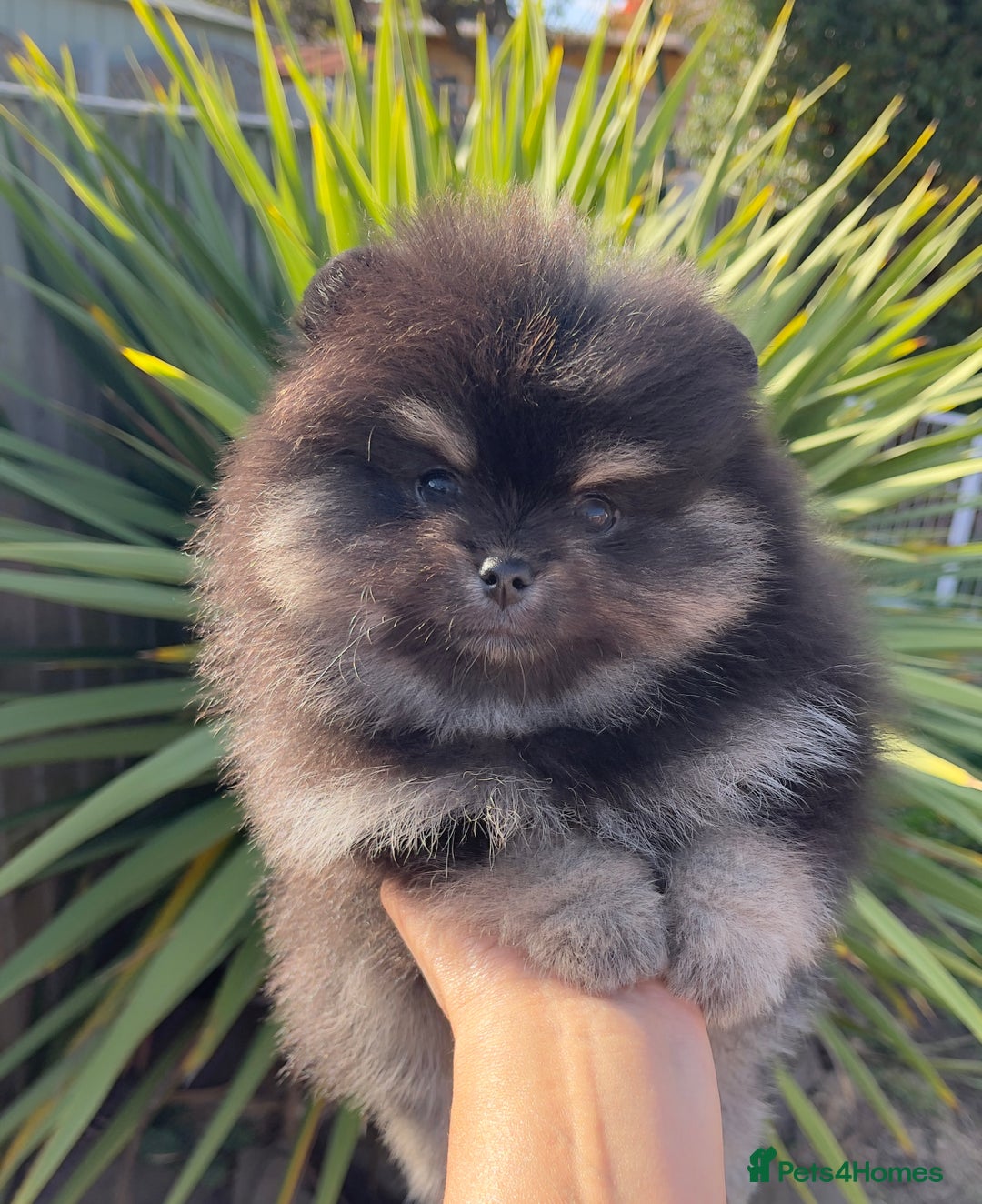 Pomeranian dogs for sale: Unique, extremely rare Pomeranian puppies ✨ - Image 14
