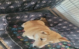 Japanese Shiba Inu dogs for sale: Japanese Shiba Inu - Image 2