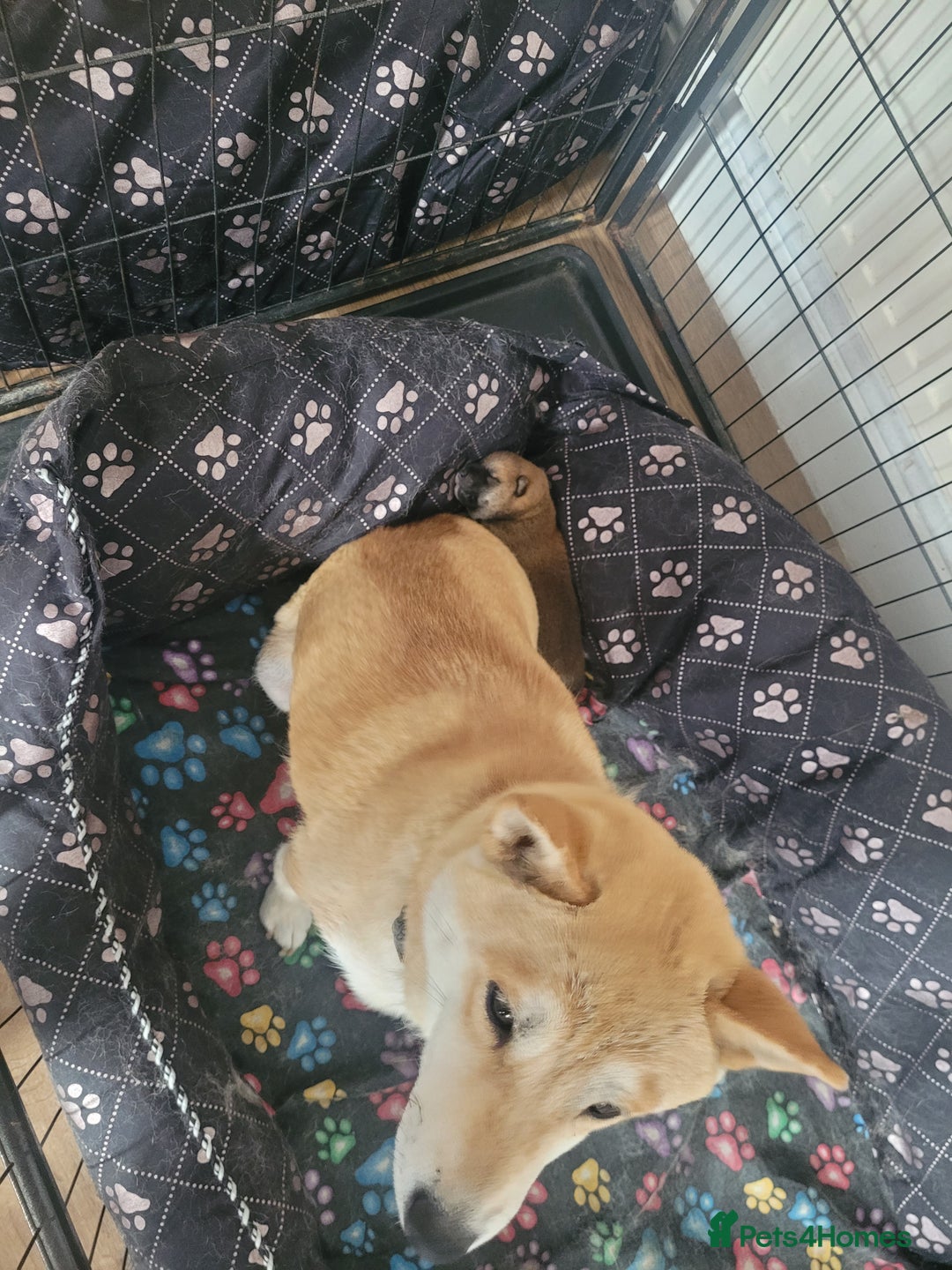 Japanese Shiba Inu dogs for sale: Japanese Shiba Inu - Image 2