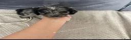 Cocker Spaniel dogs for sale: Litter of cocker spaniels  - Advert 19