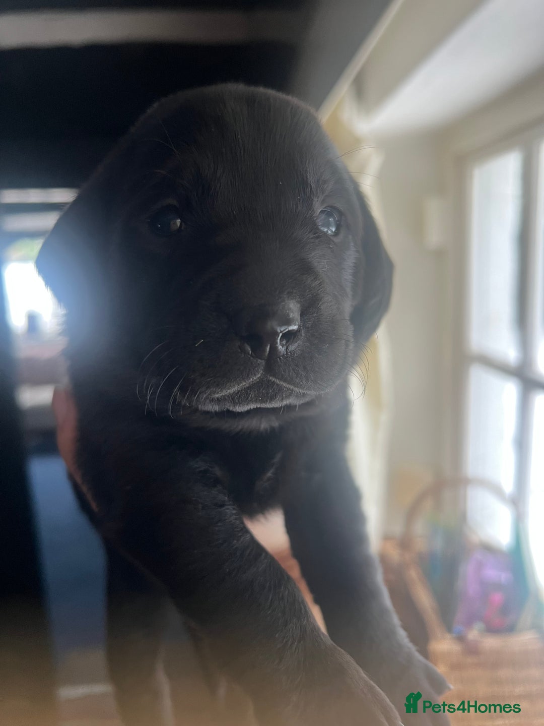 Labrador Retriever dogs for sale: Pedigree KCRegistered Labrador Pups-FoxRed & Black - Advert 9