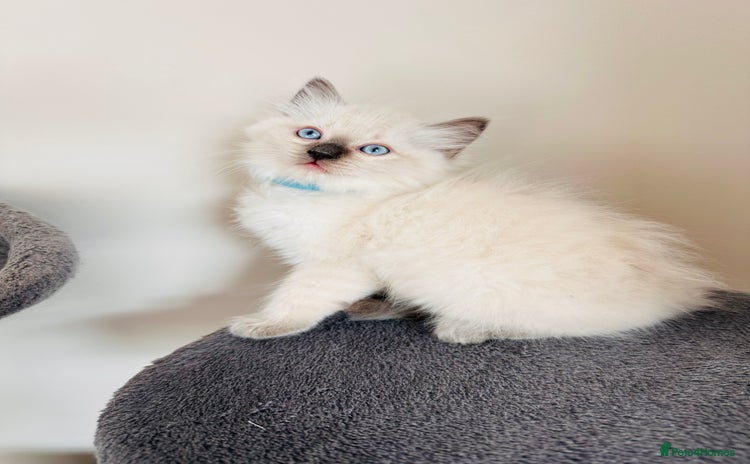 Ragdoll cats - Advert 6