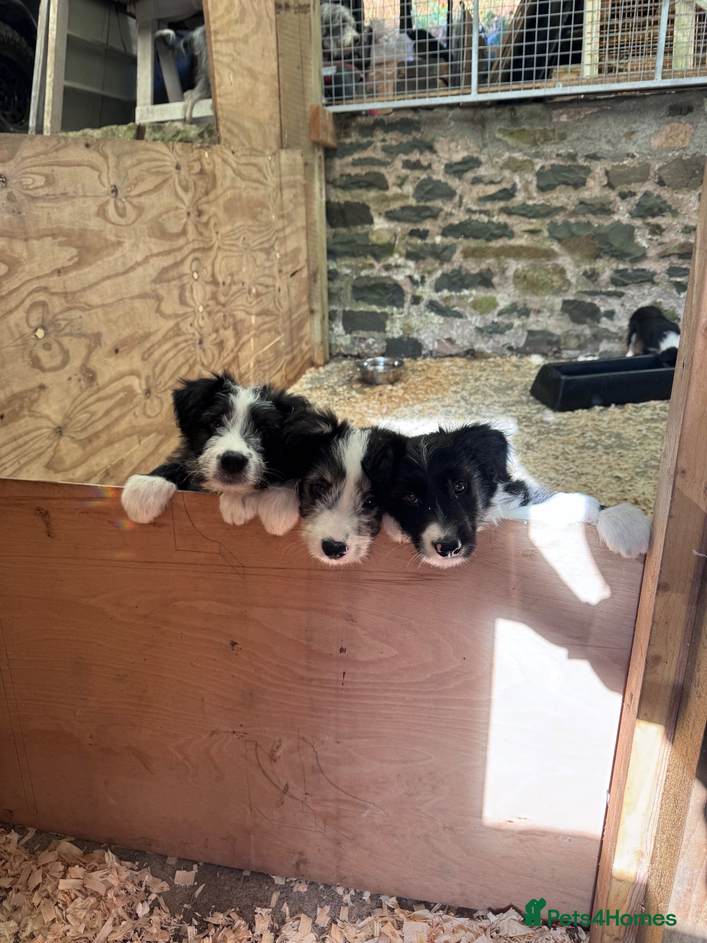 Mixed Breed dogs Bearded x Border Puppies - Advert 2