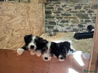 Mixed Breed dogs Bearded x Border Puppies - Advert 1