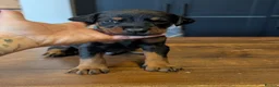 Dobermann dogs for sale: doberman puppies - ready this week 🐾 - Advert 18