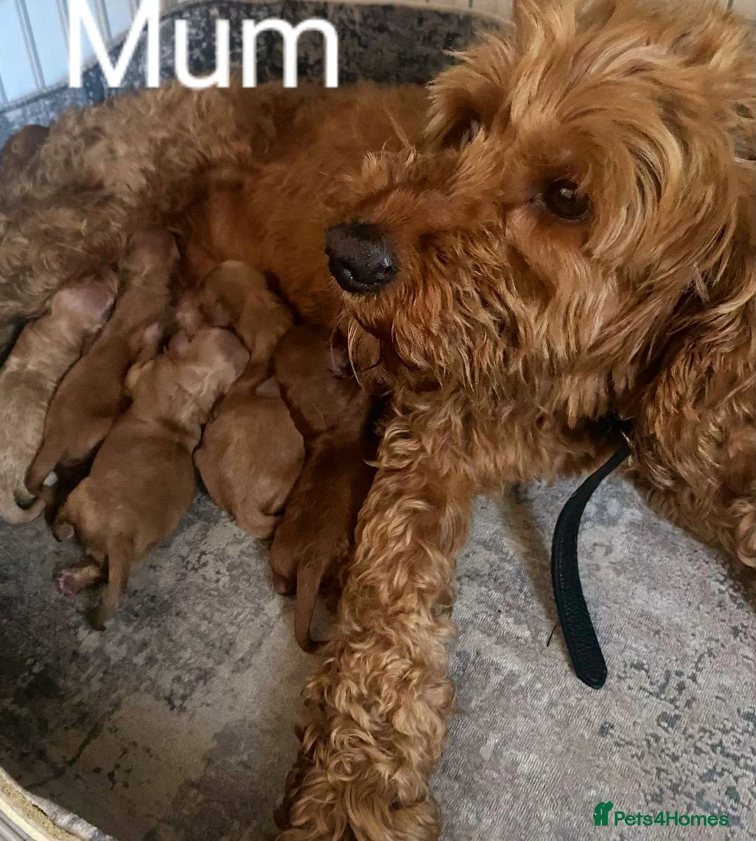 Cockapoo dogs for sale: F1BB Cockapoos  in Leicester - Advert 14