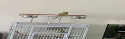 Parrots birds for sale: Pair of Indian Ringneck Parrots with Full Setup in Manchester - Advert 10