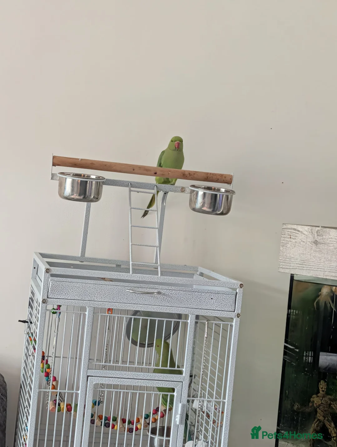 Parrots birds for sale: Pair of Indian Ringneck Parrots with Full Setup in Manchester - Advert 10