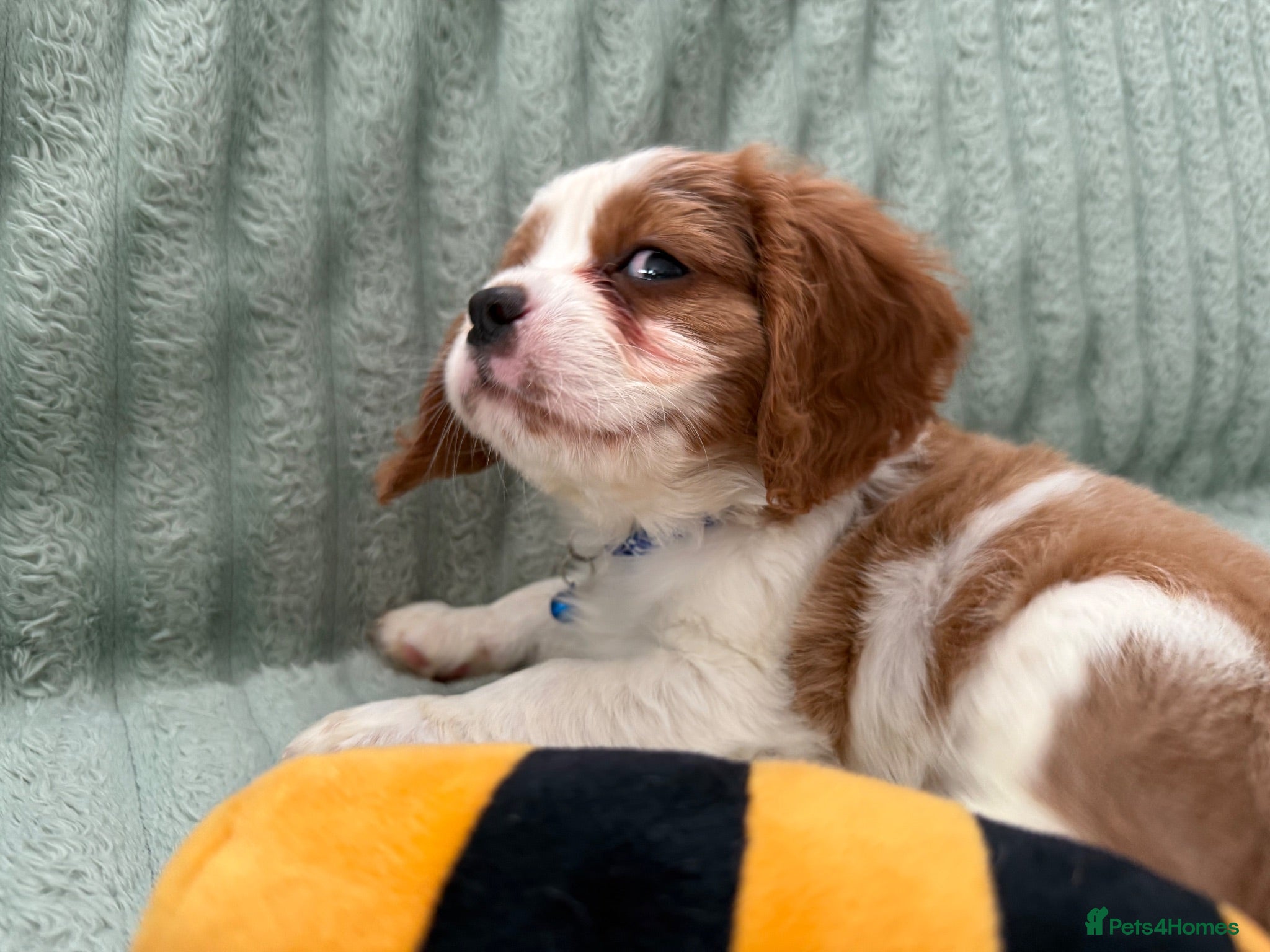 Cavalier King Charles Spaniel dogs Sweet RKCR Cavalier King Charles Spaniel Puppies - Advert 2
