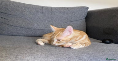 British Shorthair cats - Advert 3