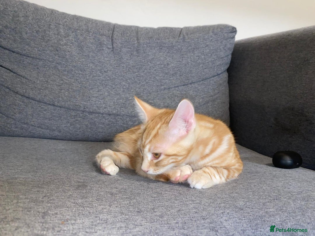 British Shorthair cats for sale: 7 Gorgeous ginger BSHxASH kittens to be rehomed - Image 3