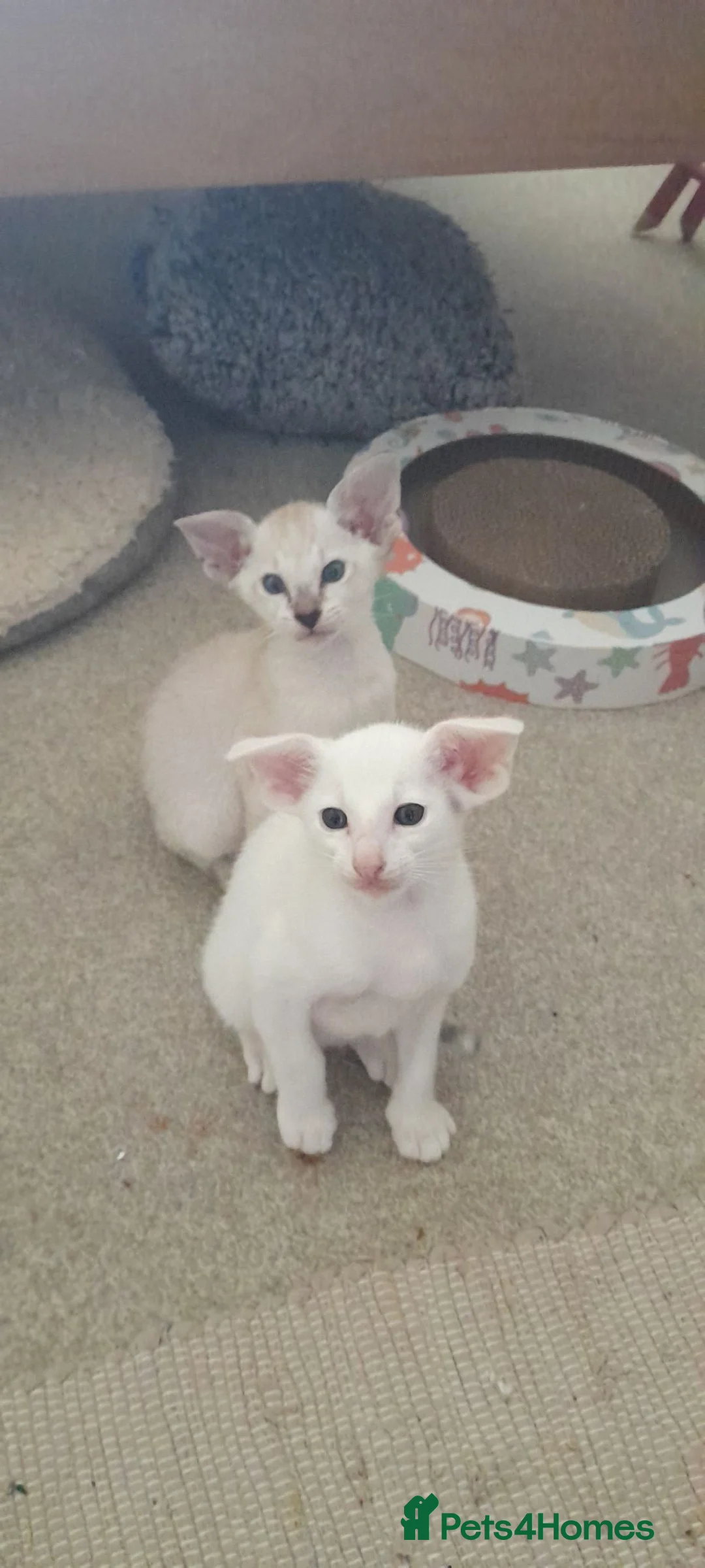 Oriental cats for sale: Oriental brush and smooth hair in Felixstowe - Advert 2