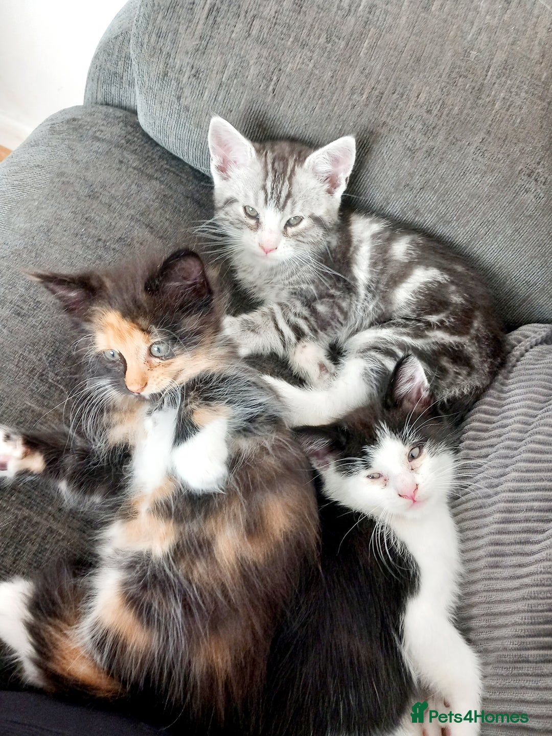 Mixed Breed cats for sale: Mainecoon and Forest Norwegian mixed kittens - Image 6