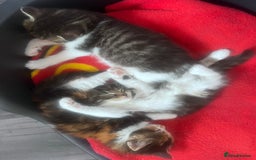 Mixed Breed cats for sale: Beautiful Playful Kittens - Image 12