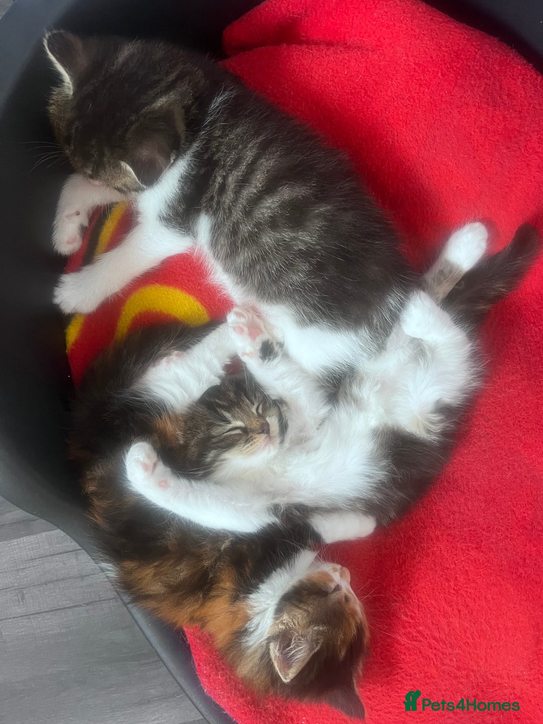 Mixed Breed cats for sale: Beautiful Playful Kittens - Image 12