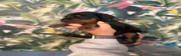 Dobermann dogs for sale: INTERNATIONAL CHAMPION EUROPEAN DOBERMANNS  - Advert 24