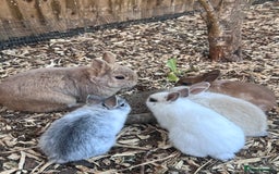 Netherland Dwarf rabbits for sale: Beautiful Purebred Netherland Dwarf Bunnies - Image 3