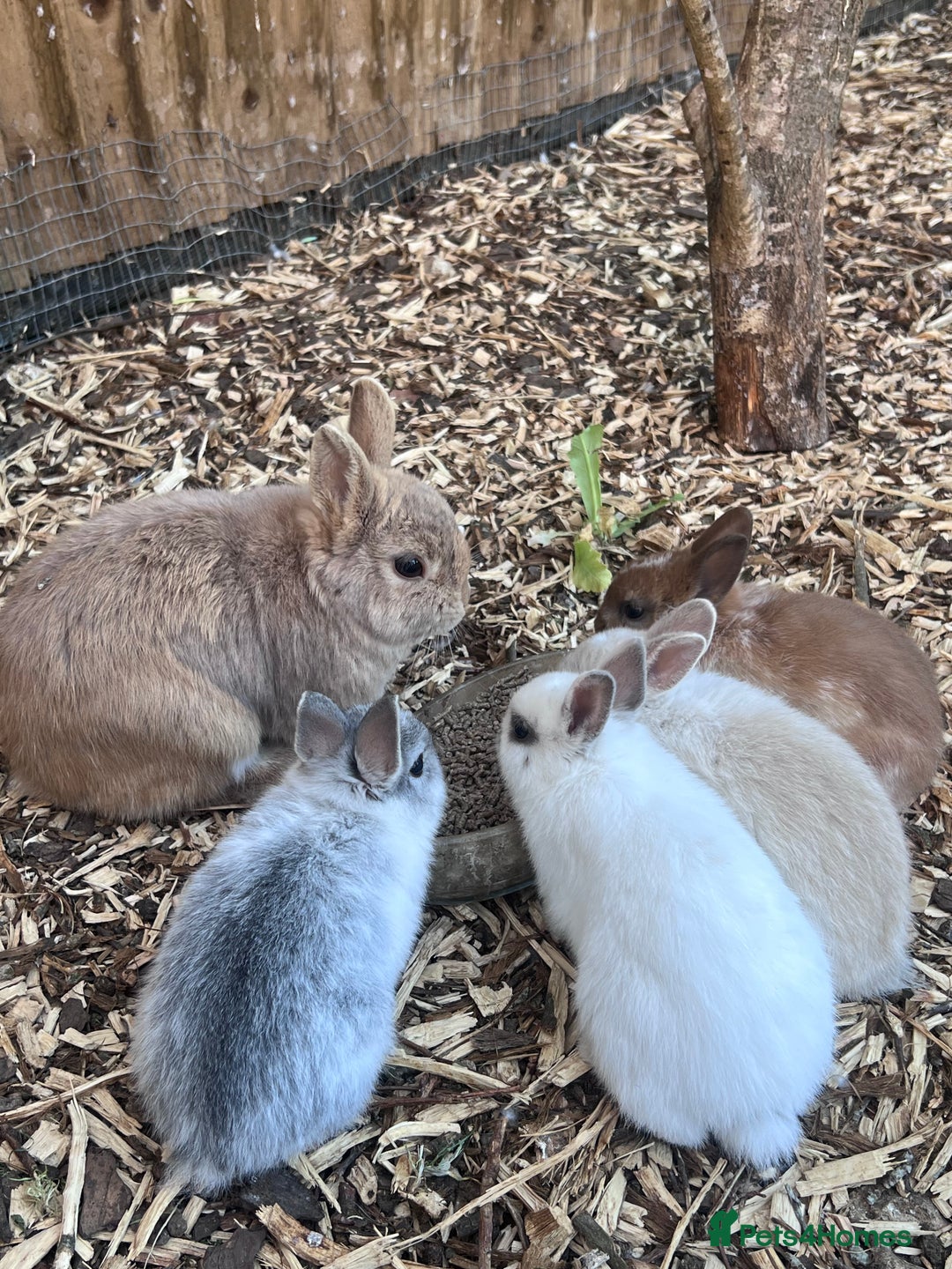 Netherland Dwarf rabbits for sale: Beautiful Purebred Netherland Dwarf Bunnies - Image 3