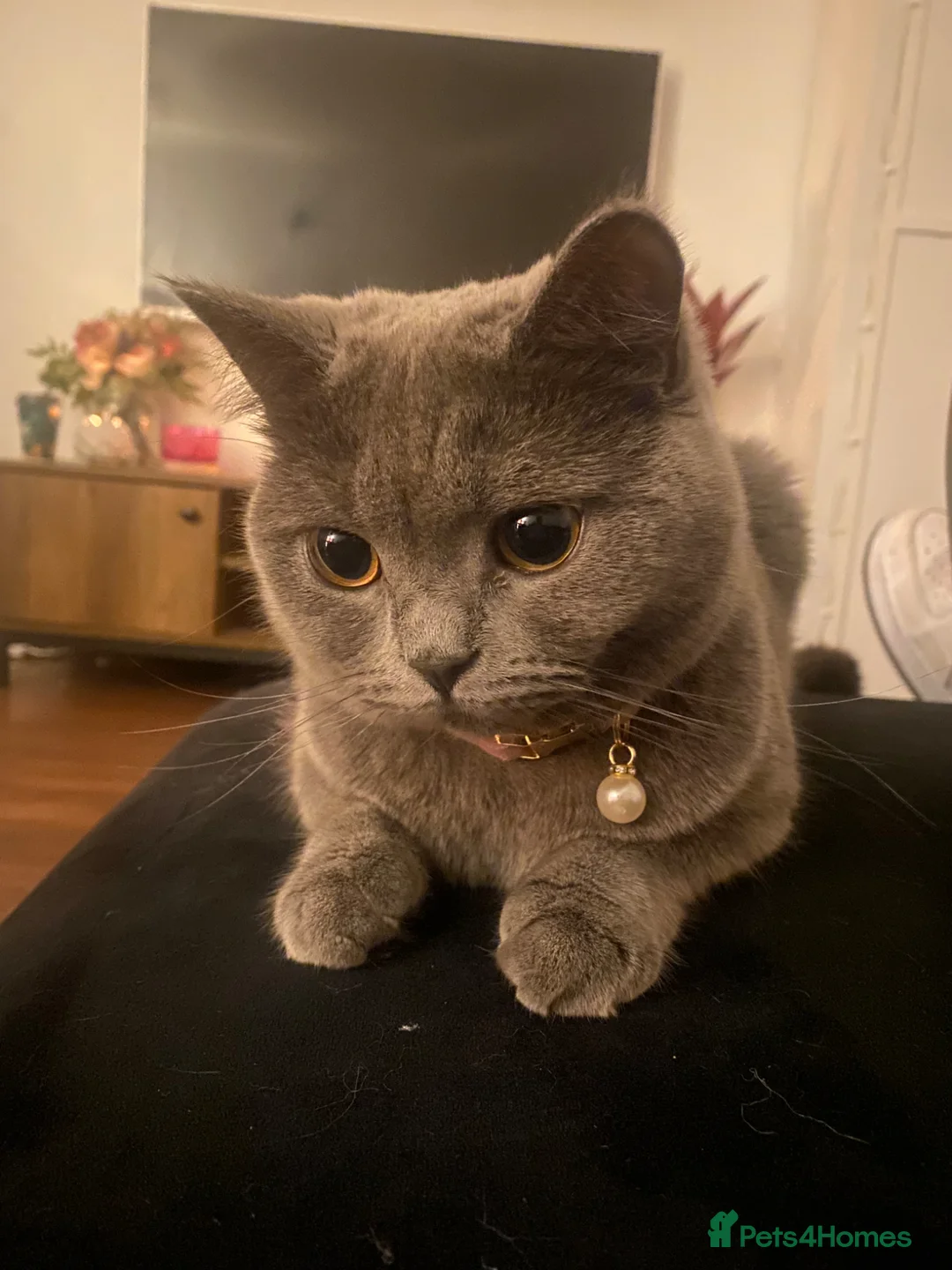 British Shorthair cats for sale: 5 British Shorthair Kittens - Advert 9