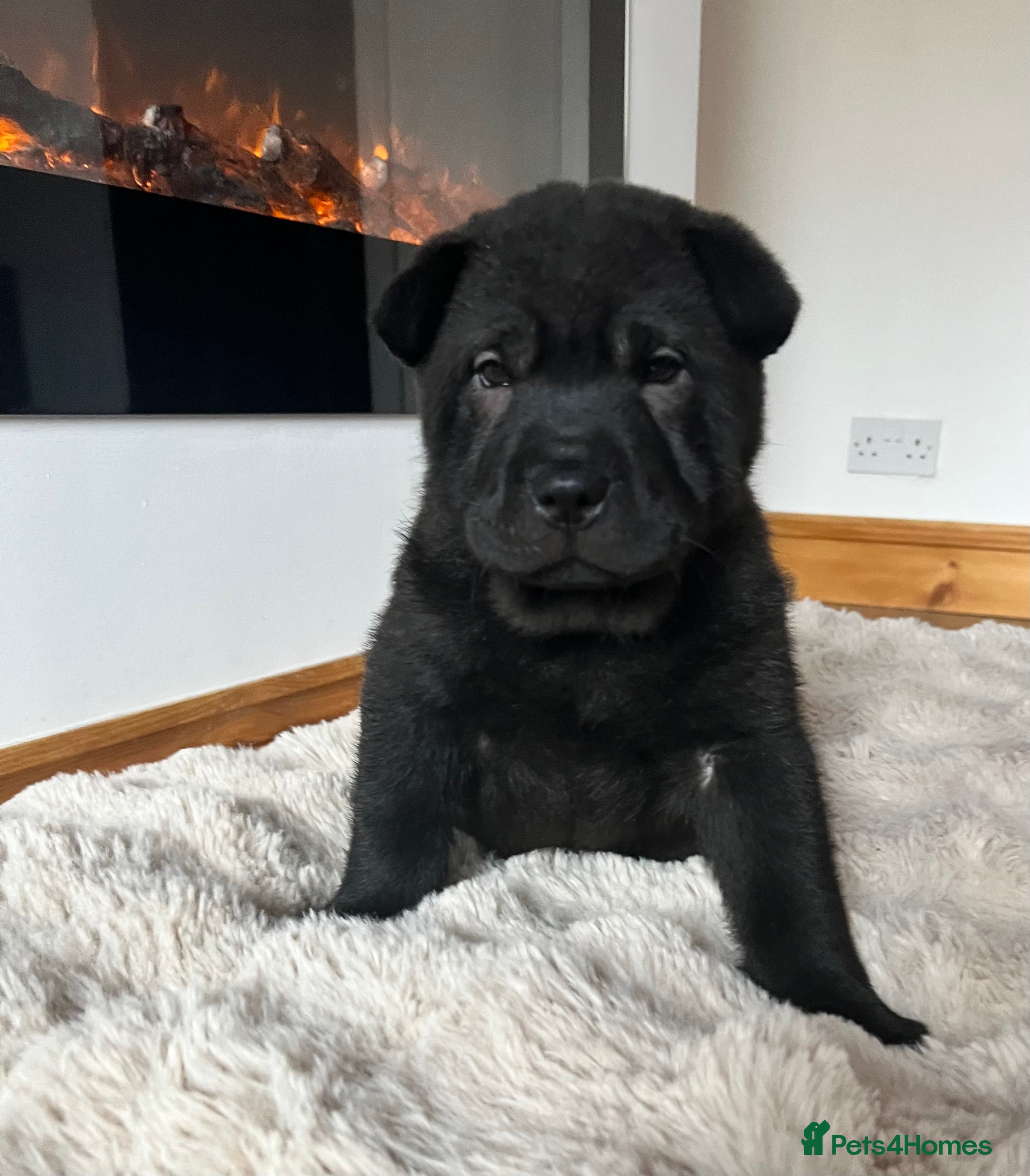 Mixed Breed dogs ChowPei Pups  - Advert 15