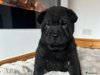 Mixed Breed dogs ChowPei Pups - Advert 3