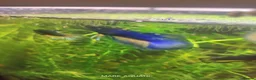 Bettas fish for sale: Betta mustard gas  - Advert 11