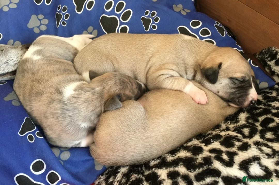 Whippet dogs for stud: KC Reg Heart Tested Gorgeous Fawn Whippet at Stud  in Bristol - Advert 16