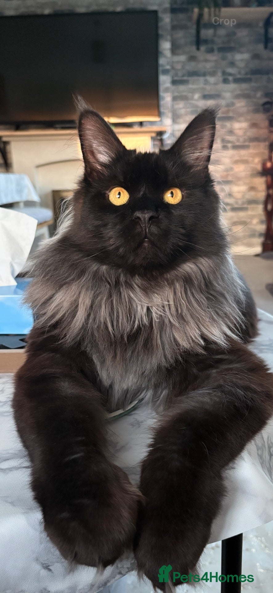 Maine Coon cats Mainecoon (benson) - Advert 1