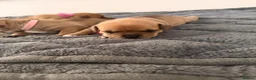 Staffordshire Bull Terrier dogs for sale: Staffordshire bull terrier  - Advert 24