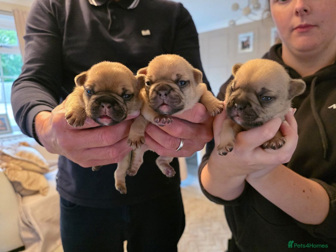 French Bulldog dogs for sale: French Bulldog puppies - Image 8