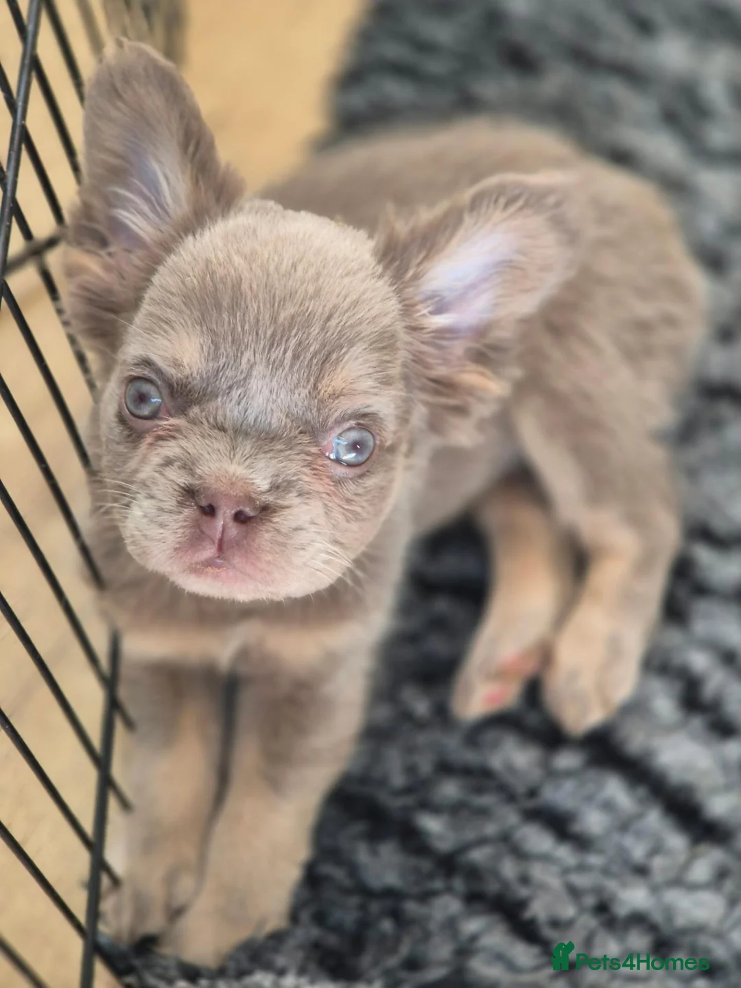 French Bulldog dogs for sale: 5 Beautiful French Bulldogs - Advert 6