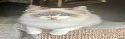 Ragdoll cats for sale: STUNNING BLUE BI COLOUR FEMALE AVAILABLE  - Advert 15