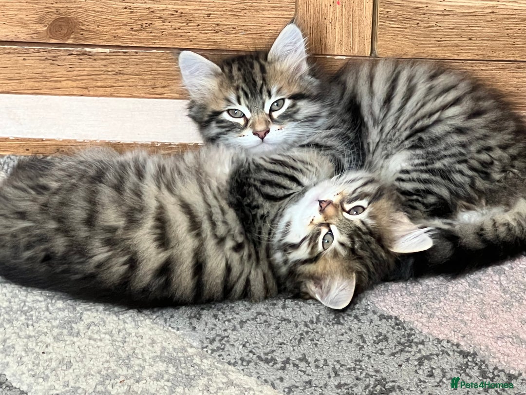 Siberian cats for sale: 🤎💚Gorgeous Traditional Siberian Babies💚🤎 - Image 3